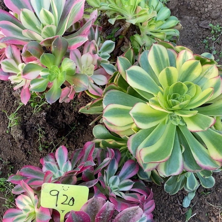 920号4棵法师组合1111111