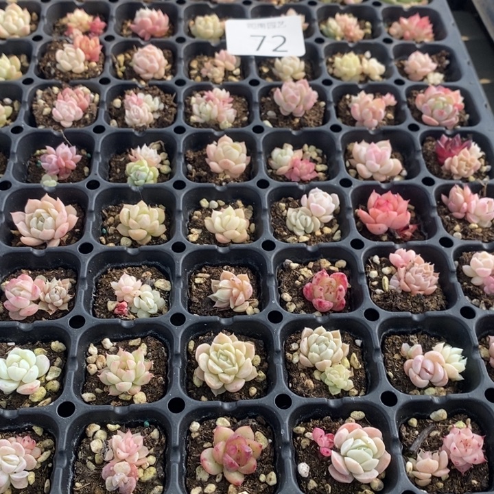 72 多肉植物盆栽花卉