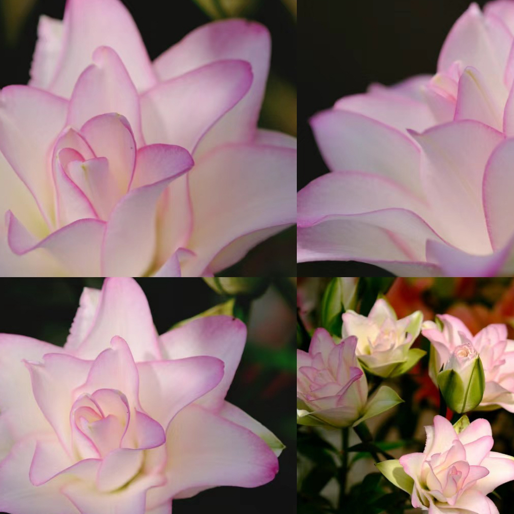 【冰美人】16/18周长大花浓香重瓣耐寒耐热百合种球盆栽四季可种