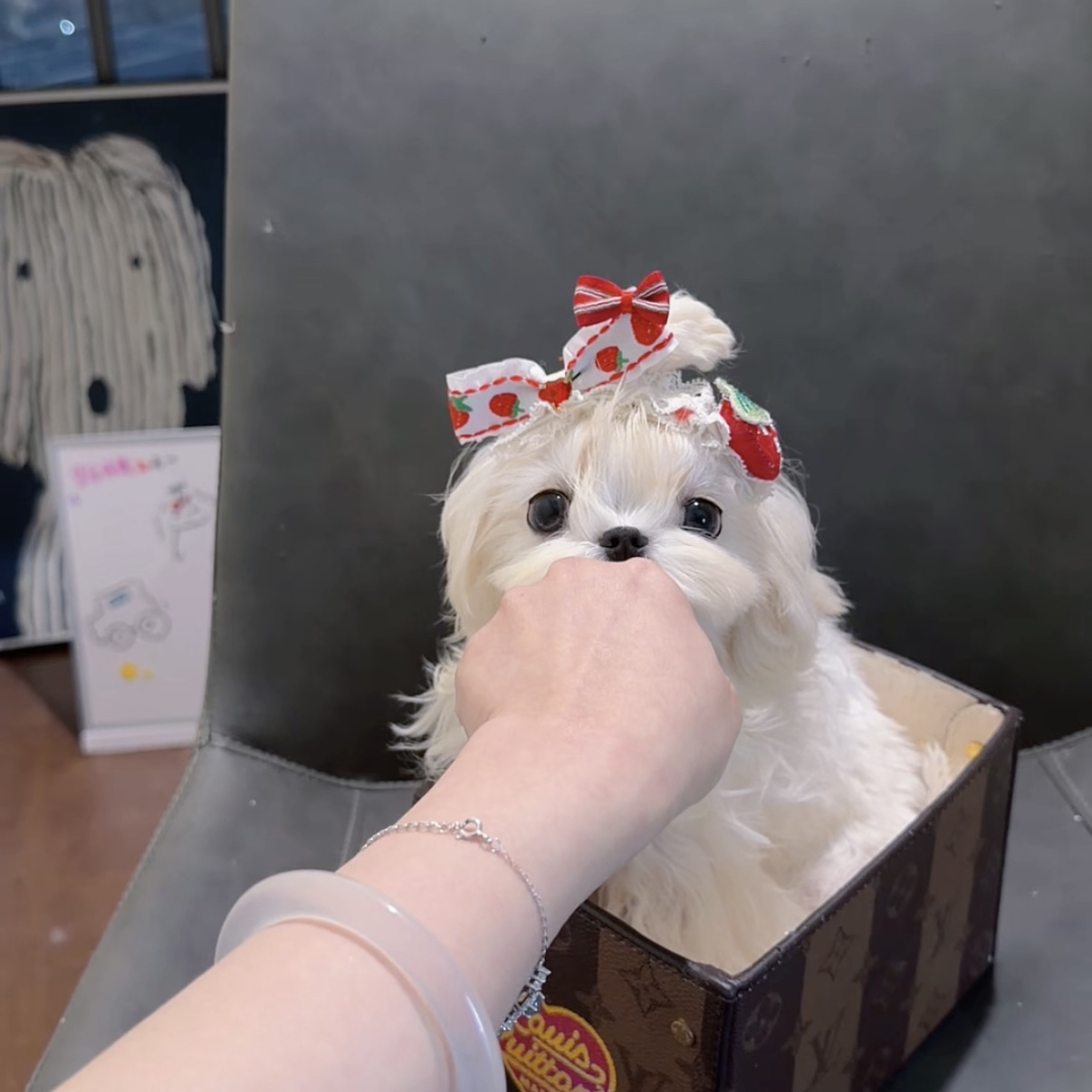 娜娜子 小体马尔济斯妹妹