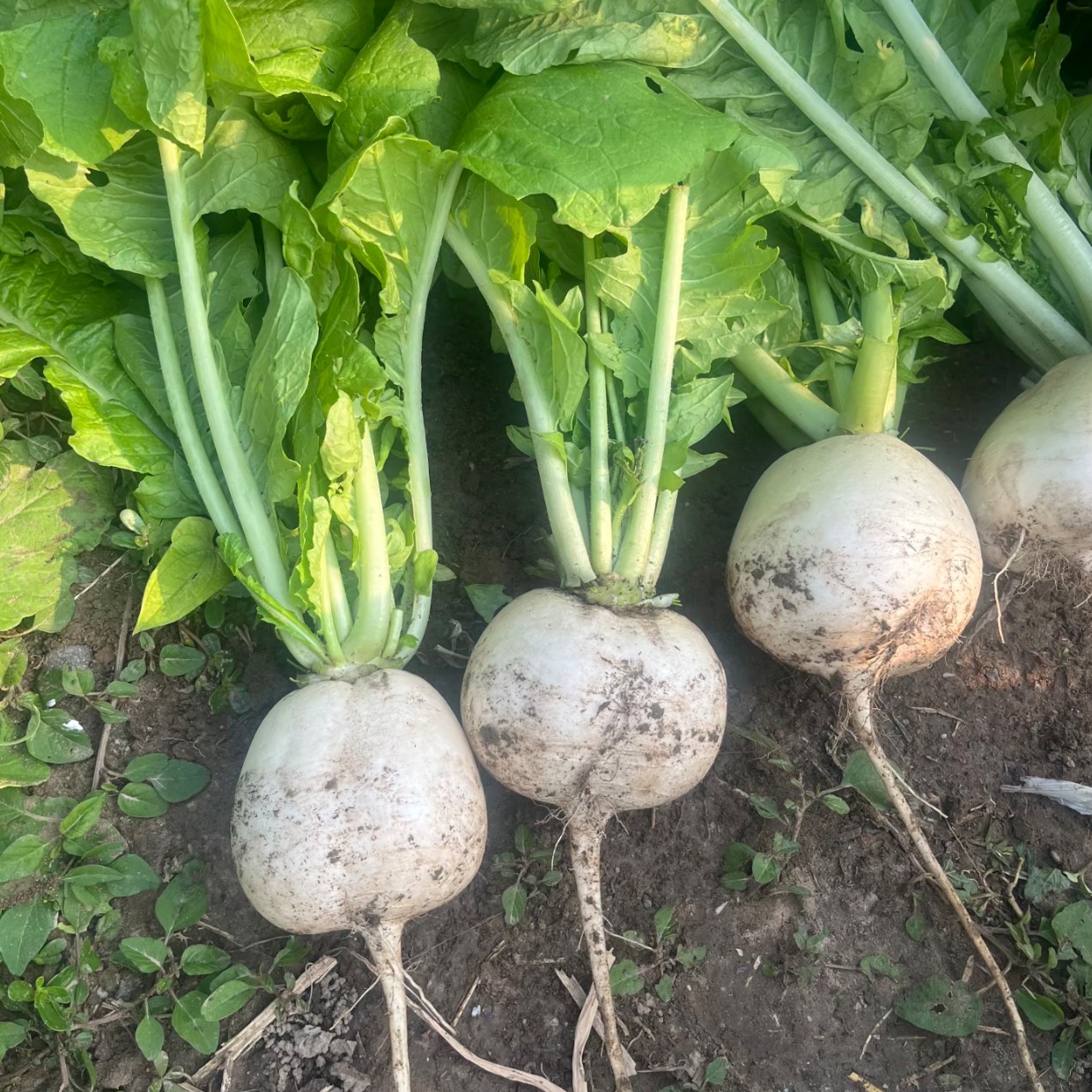 农家自种小圆萝卜