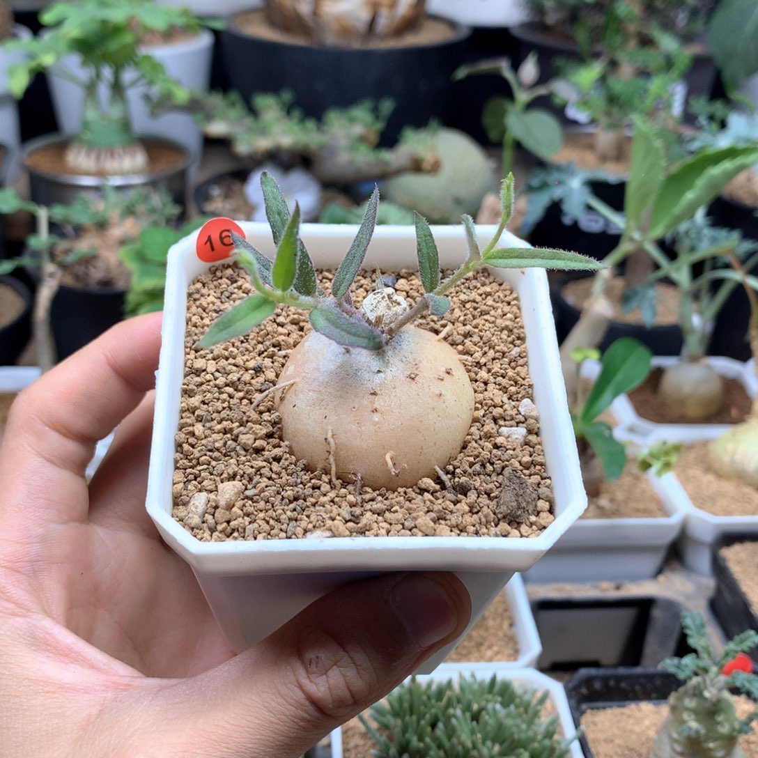 海****）玉扣萝藦多肉带盆