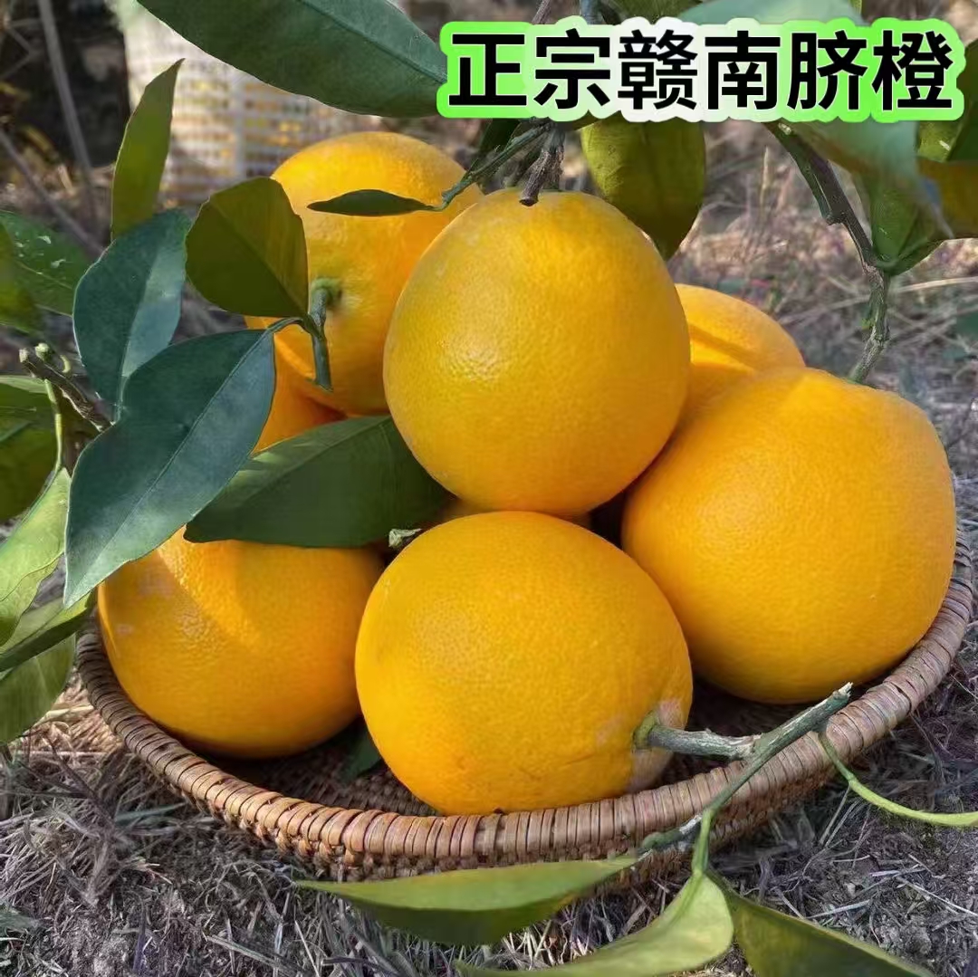 （黑吉辽三省大果专拍链接）赣南脐橙产地直发