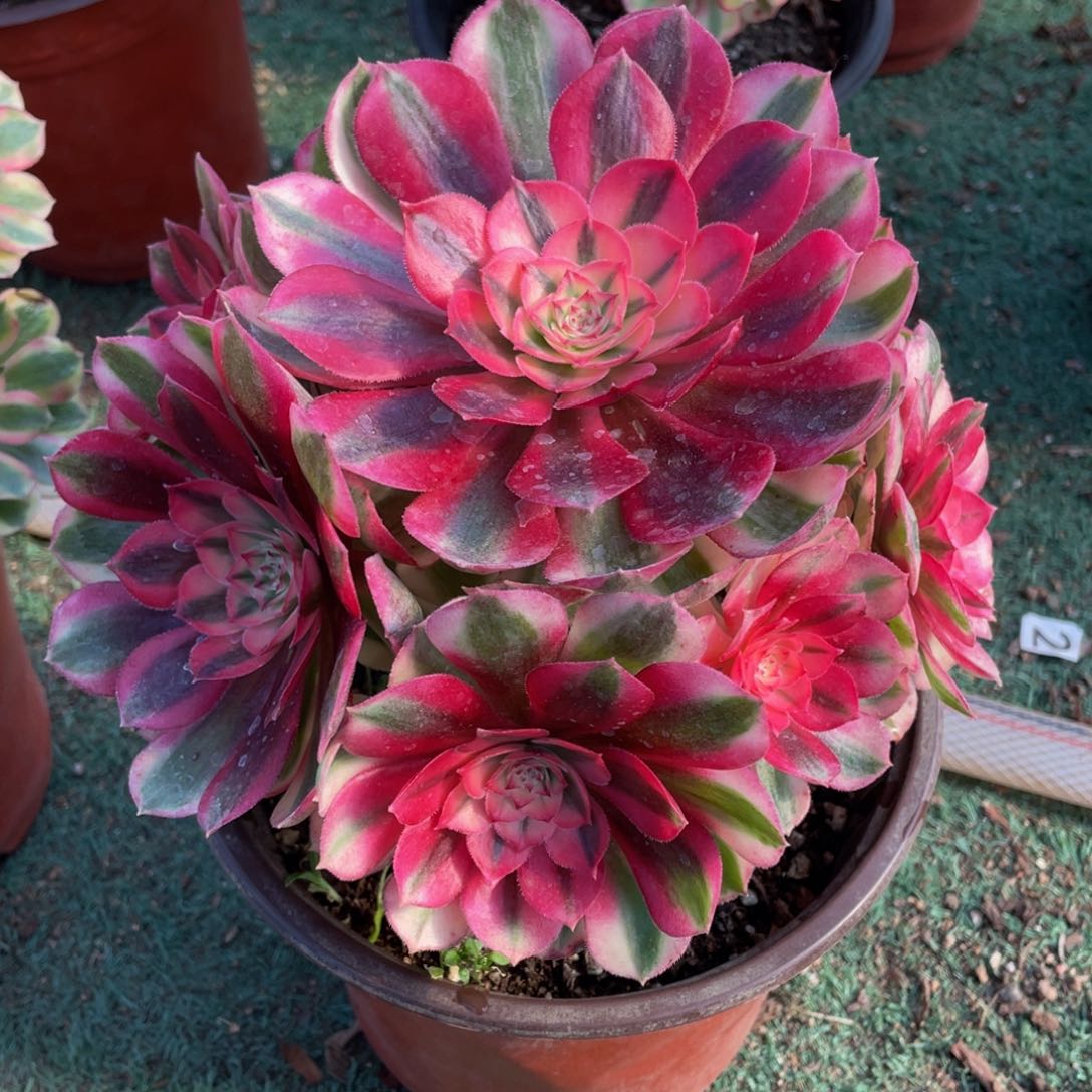 素**真295倾城精品法师老桩