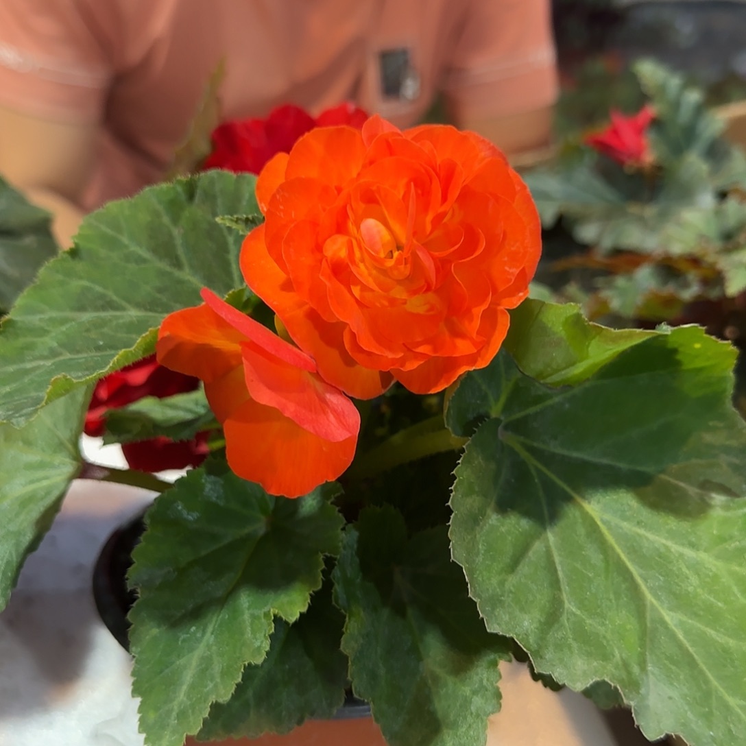 夫妻晚霞花苞发货