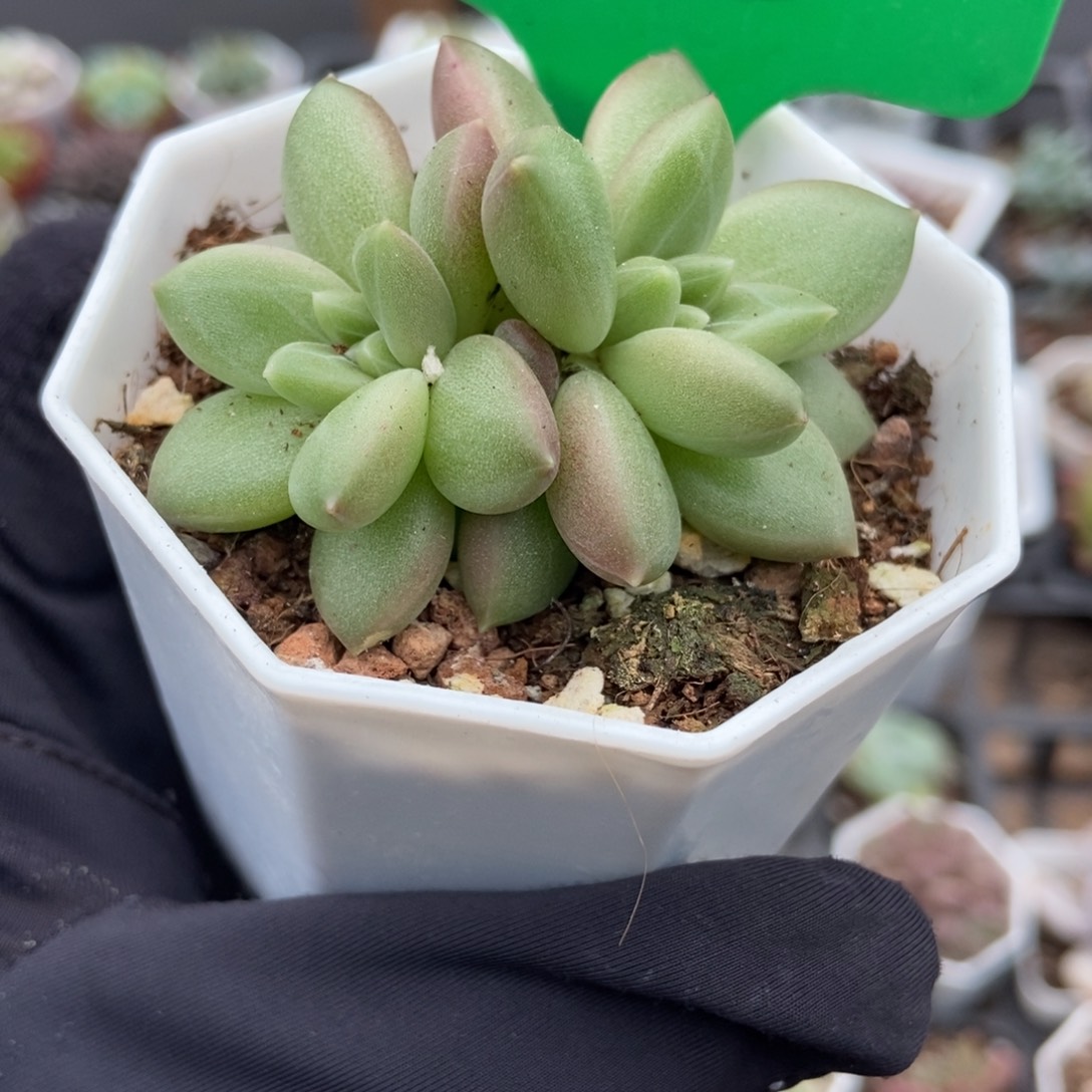 1635迷雾泡泡多肉植物