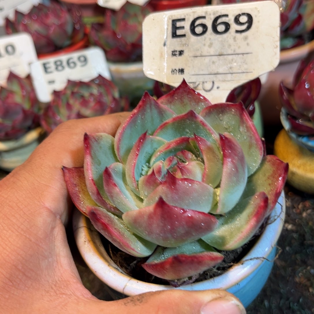 惊鸿一瞥669号多肉