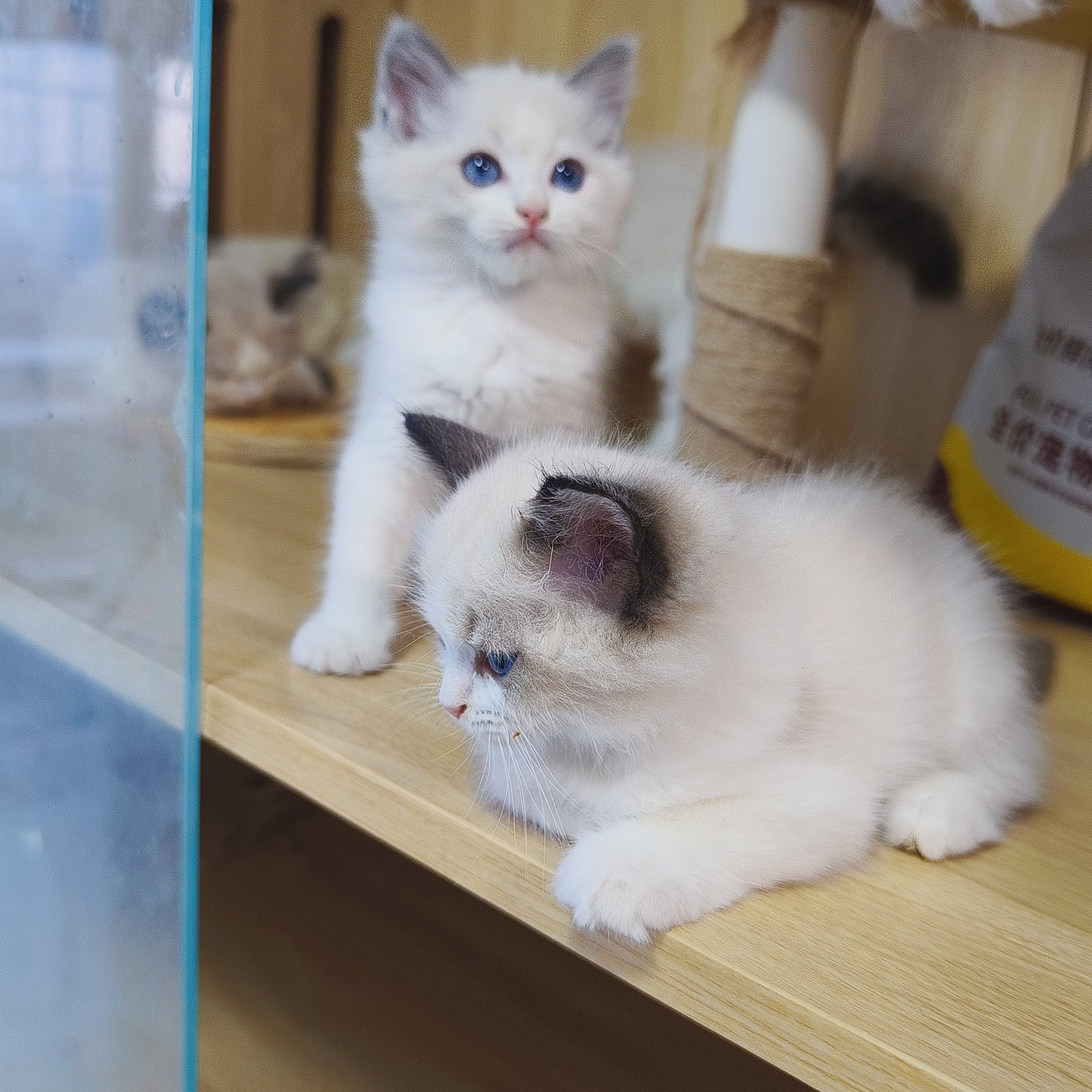 50多天蓝双色弟弟布偶猫