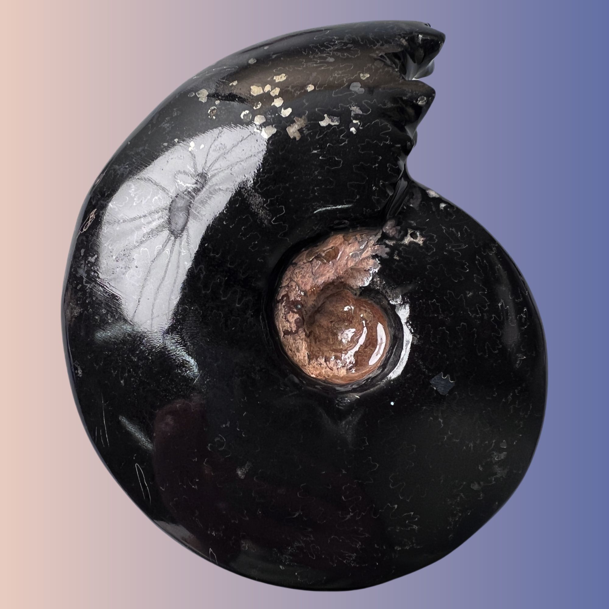 【 叶菊石（黑金刚-碳化）】尺寸125.8mm 玉化 马达加斯加 古贝壳C3