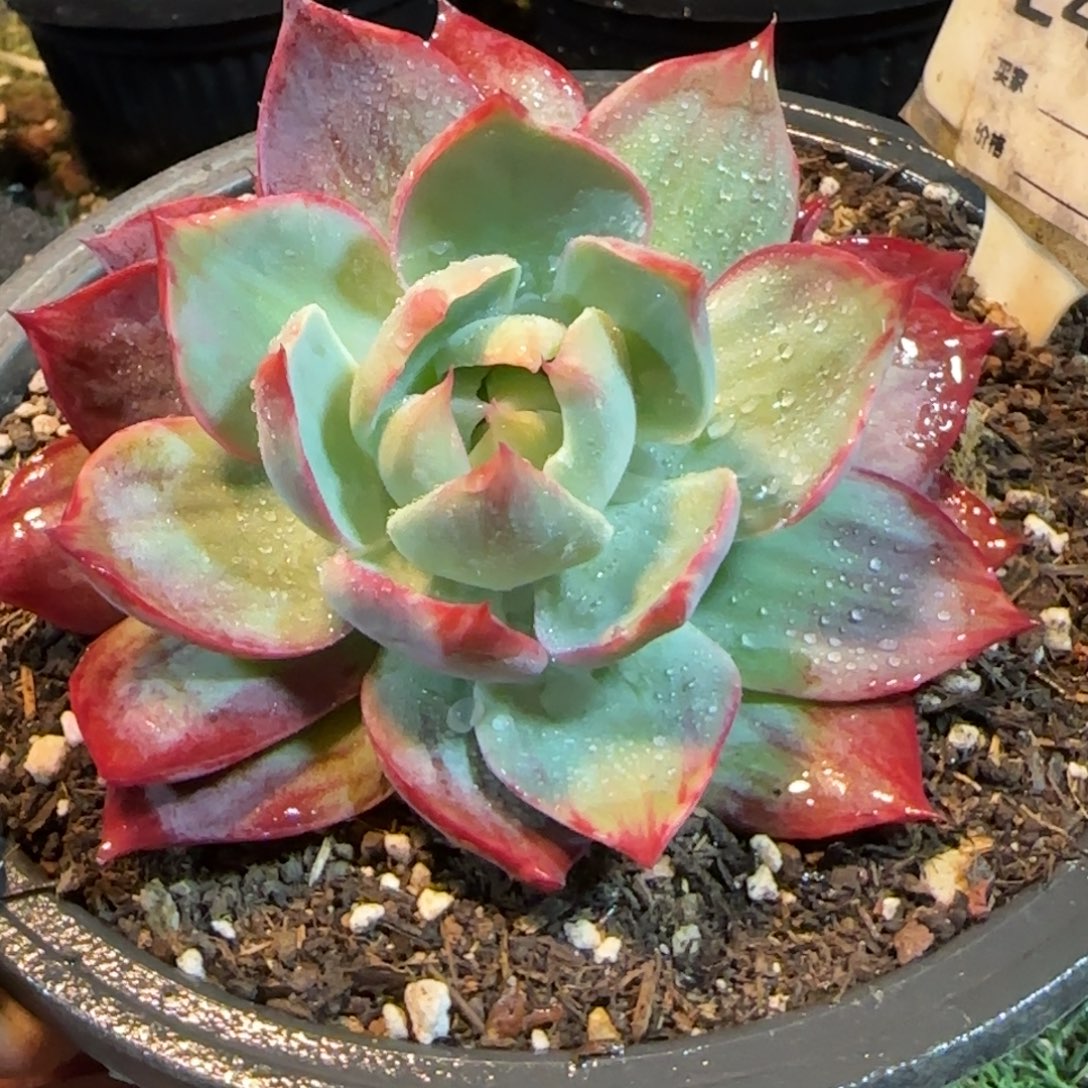 惊鸿一物一拍包装收缩花旱456