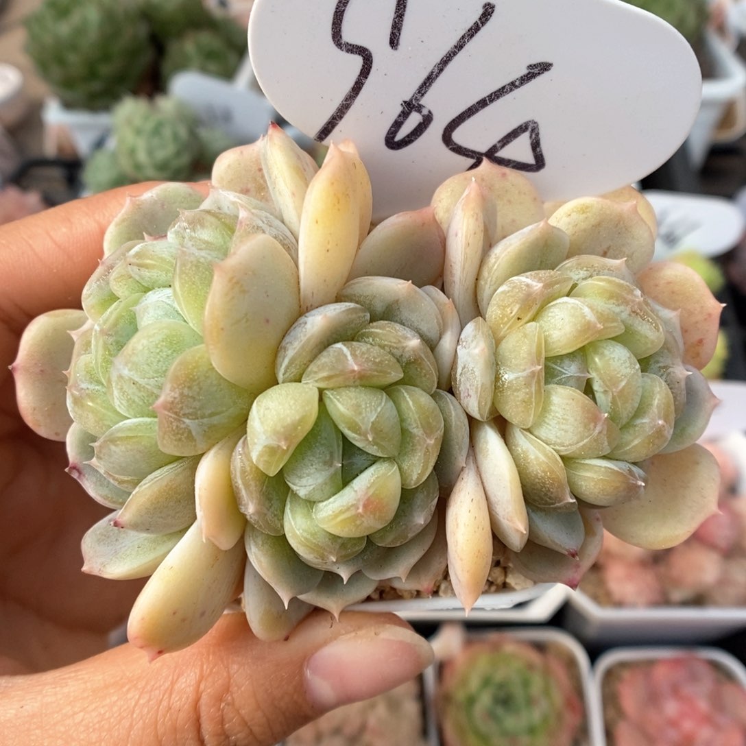 白色恋人群生964号 