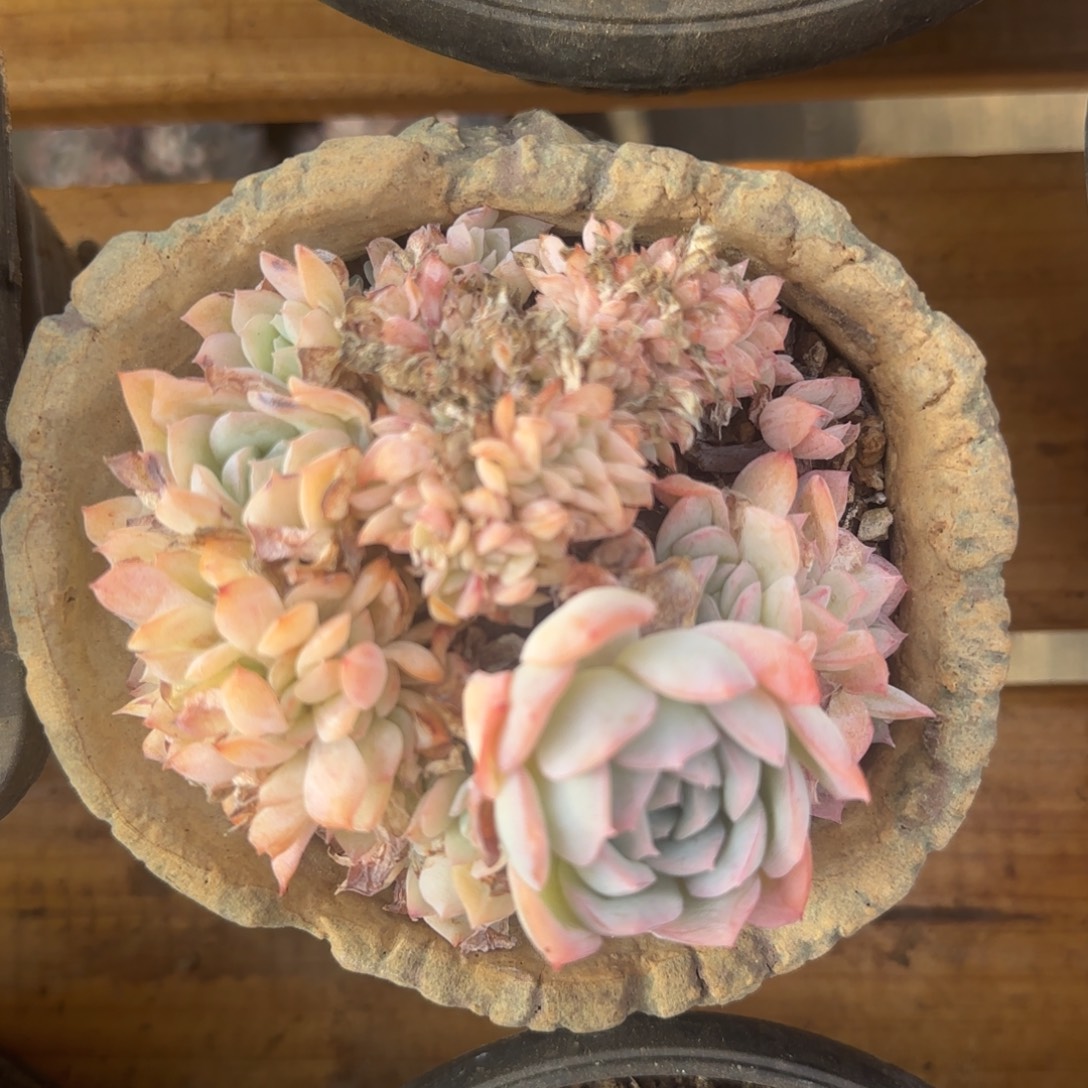 荷花缀多肉植物 一物一拍