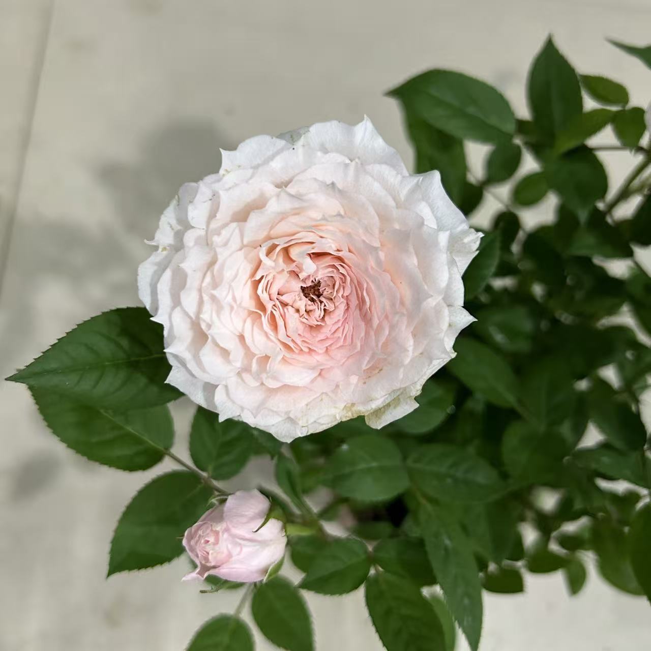 粉玫瑰室内阳台盆栽