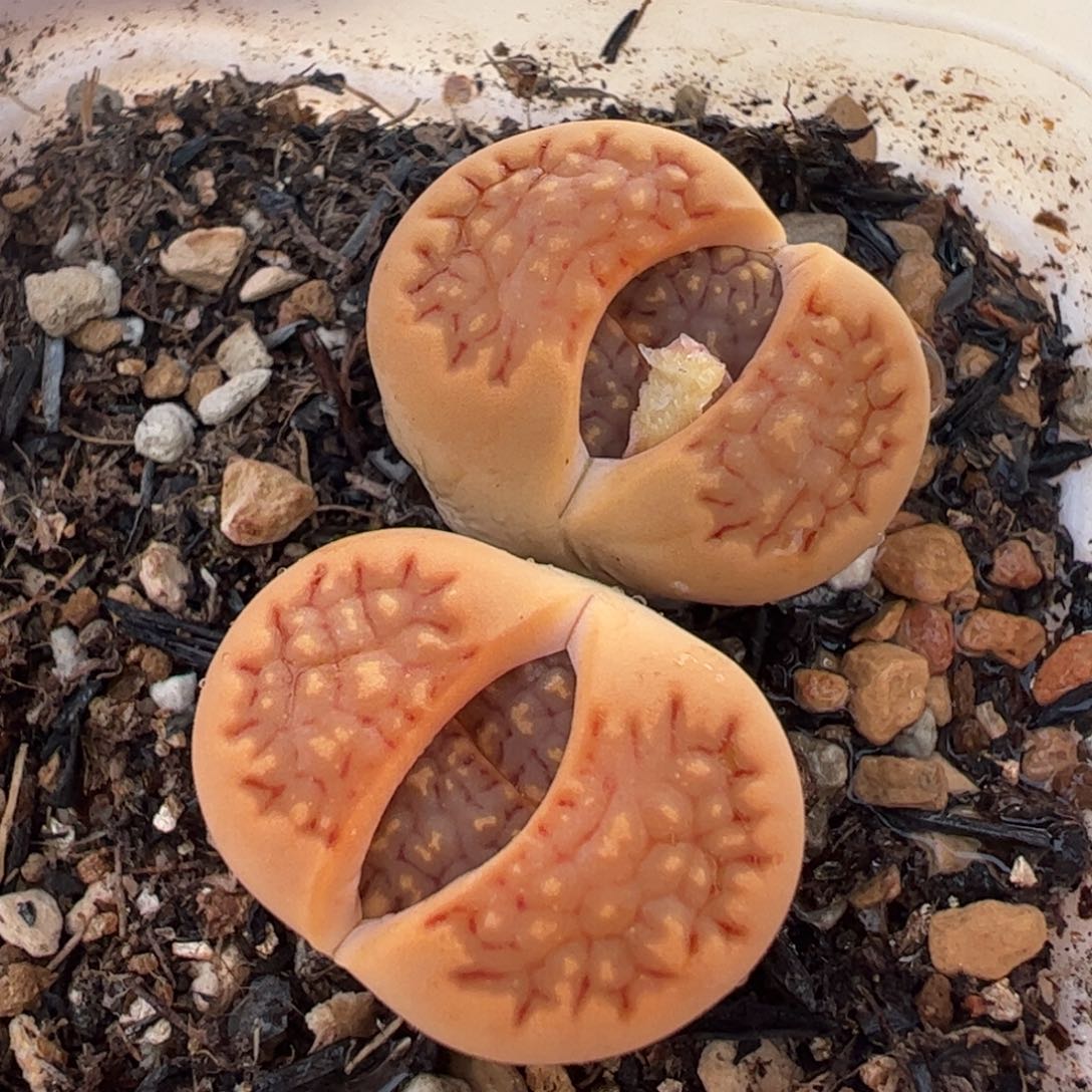 饼干双头母本带盆多肉