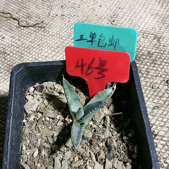 【闪购商品】无花朵龙舌兰帝释天