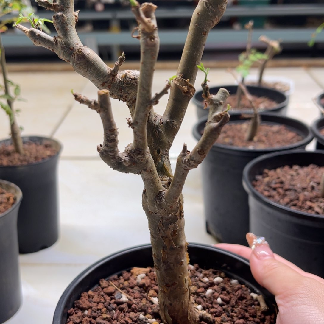 麻氏没药实生带盆