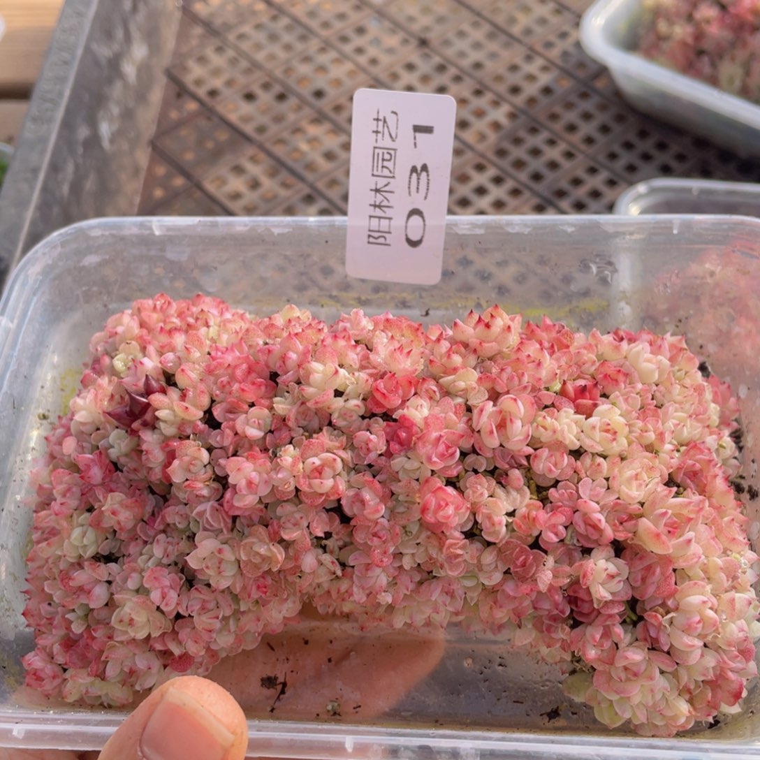 ?*墨多肉植物多肉植物31