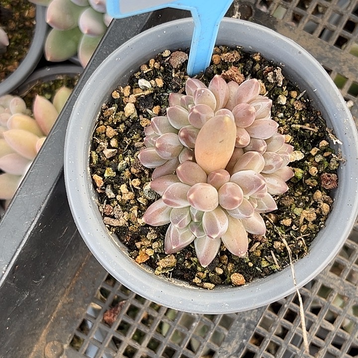 多肉植物申公豹048