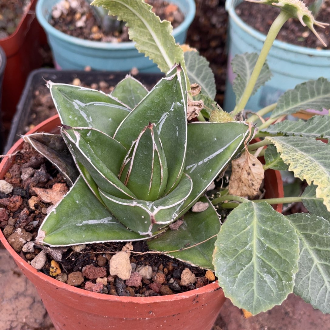 无花朵桃太郎龙舌兰