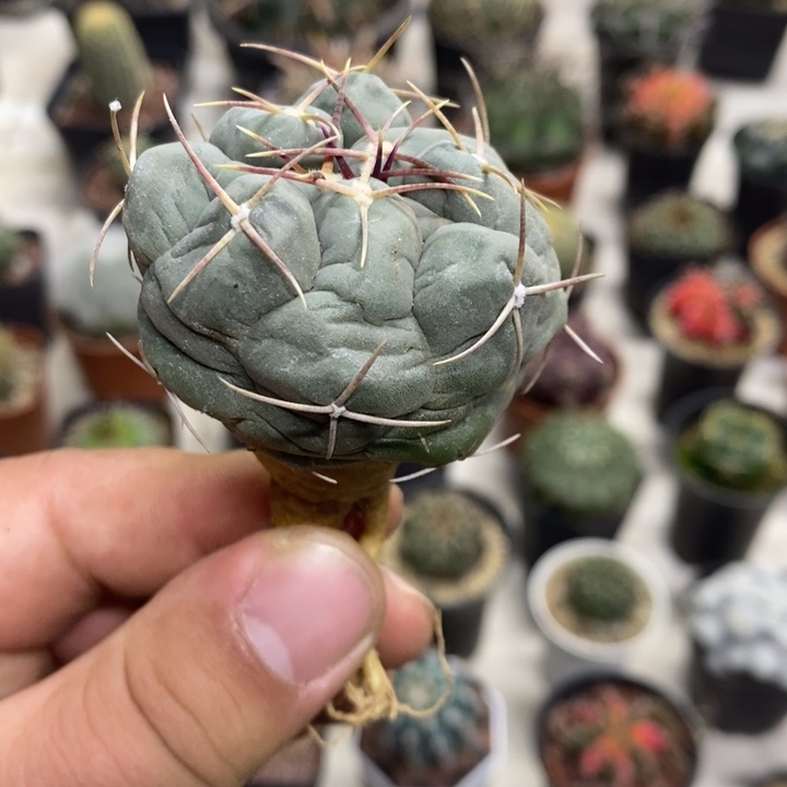 实生白肌天晃缺水特价