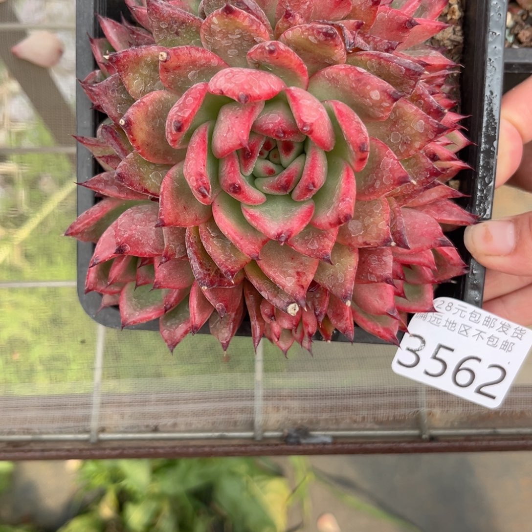 唯*一大3562、x b vn b n m m l