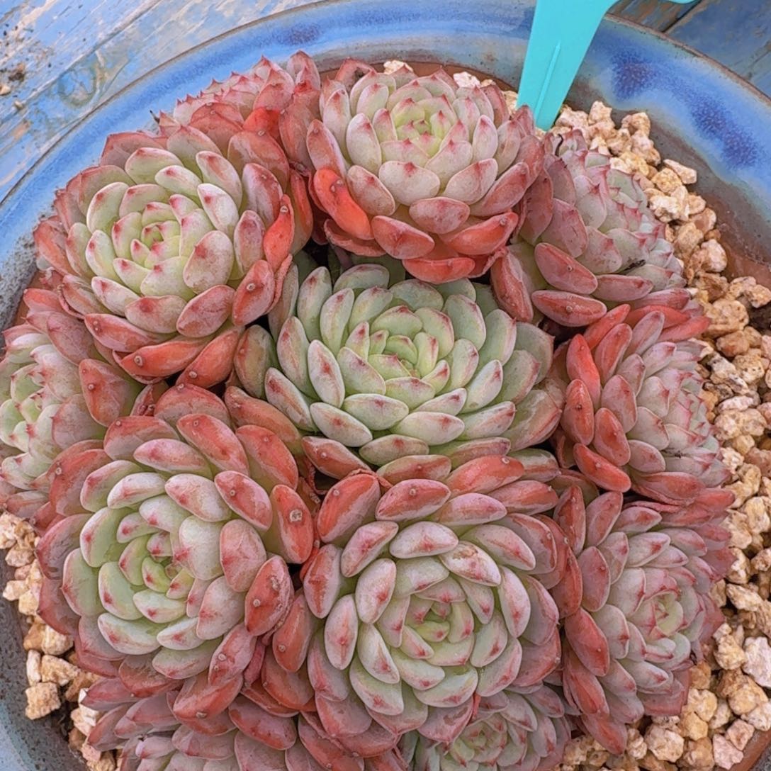 1711白胖子凡艺多肉