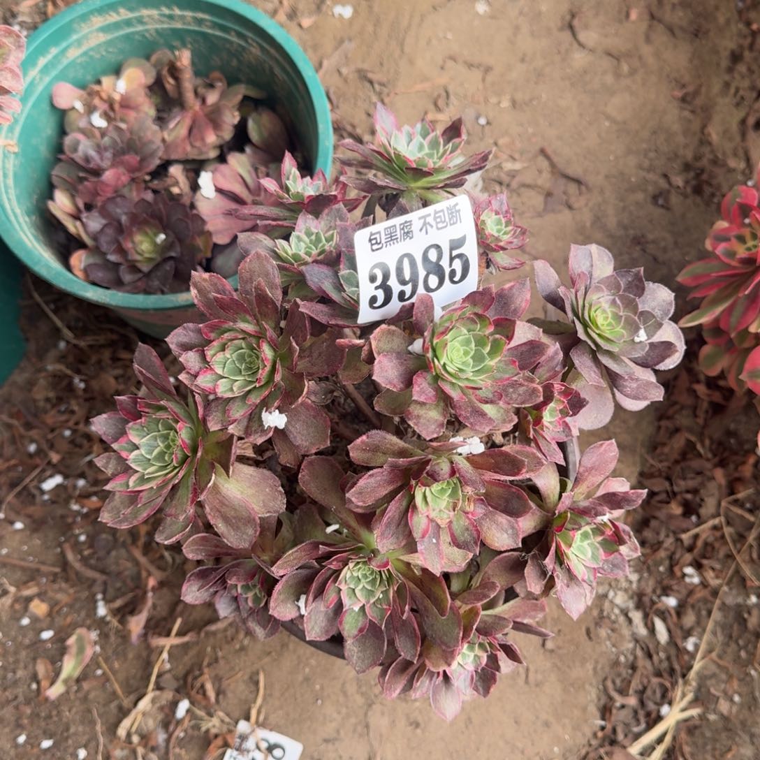 法师水蜜桃3985 17-25