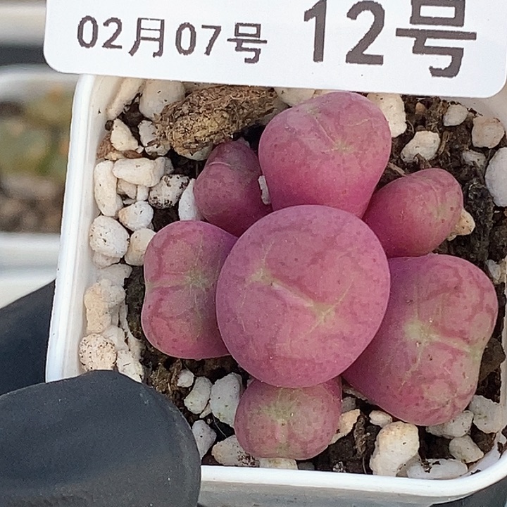 桃喜花园0207-12猴