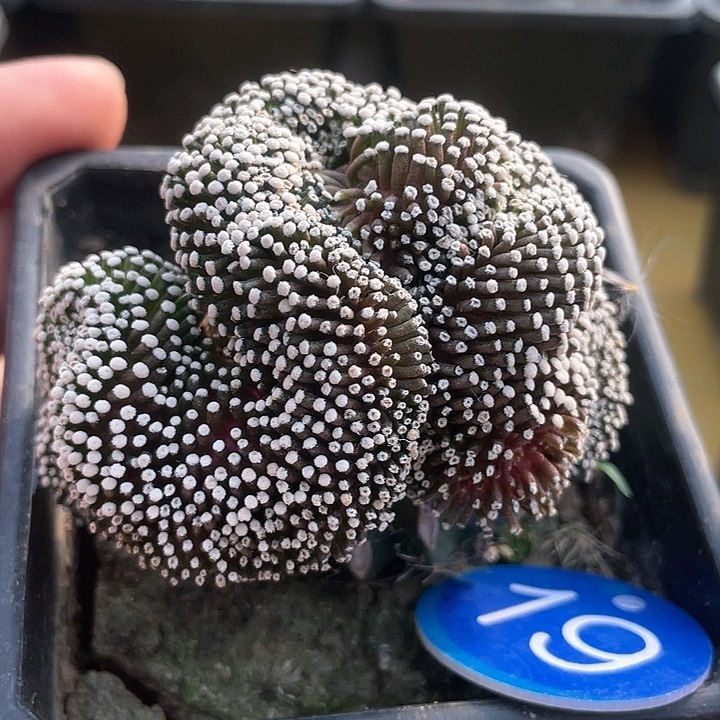 仙人球松针缀化19