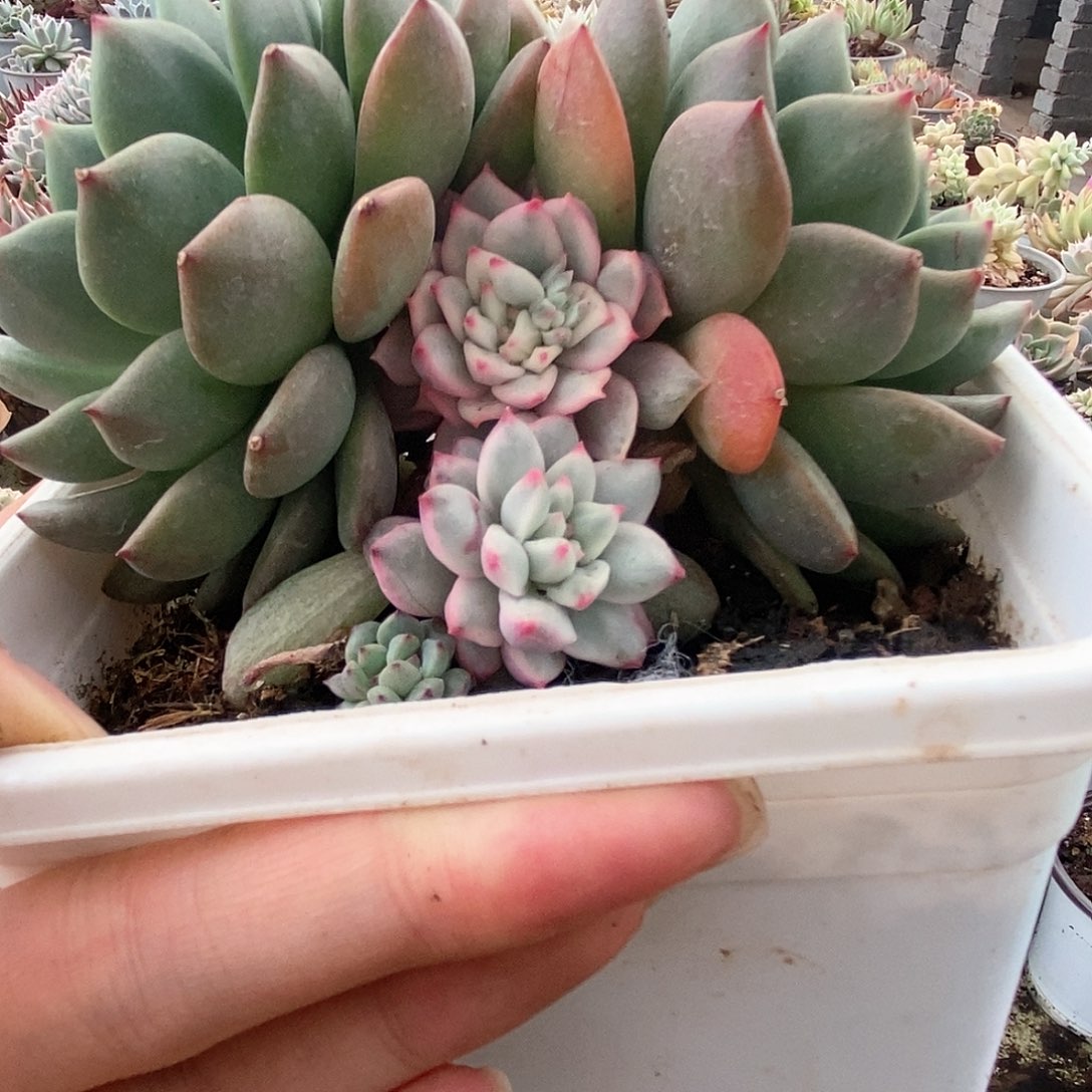 034青苹果锦锦锦锦锦锦