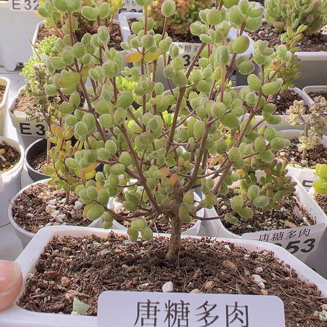 糖球虎斑锦341。