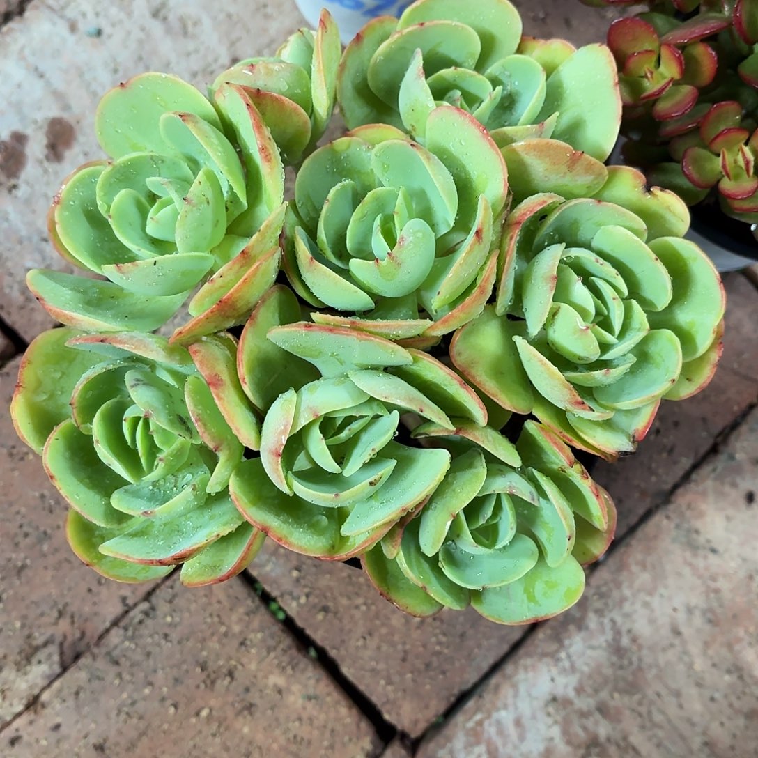 奇***妮鸡蛋碧桃大群20㎝左右