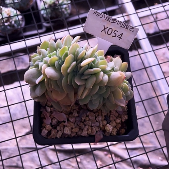 我是第一百个为妖刀应援的阴阳