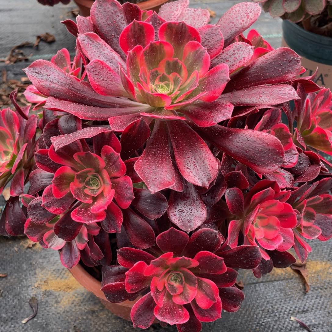 闰*月170美杜莎精品法师多肉