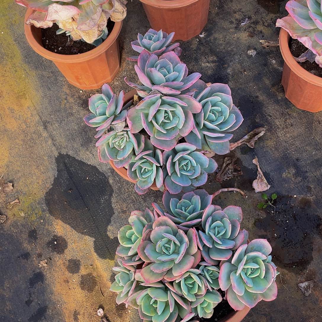 血凤群生2颗组合50多肉，叶片微冻伤