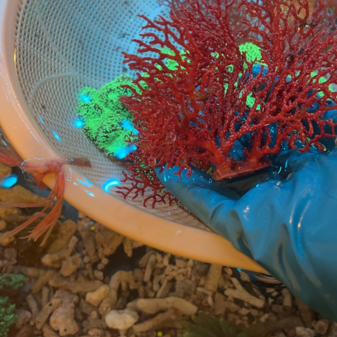 黑***服奶嘴海葵海树11111