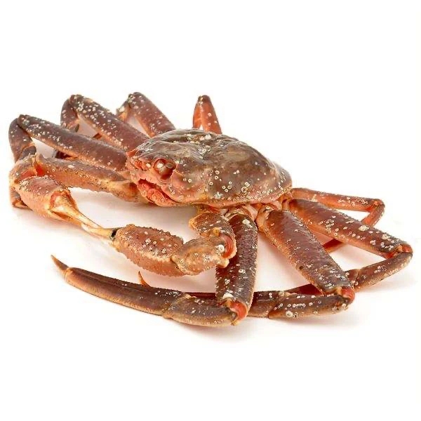 【鲜活】雪蟹松叶蟹 板蟹肉多多（多规格可选）