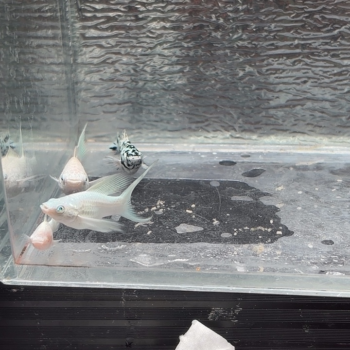 孔雀鱼玛丽鱼四条崽