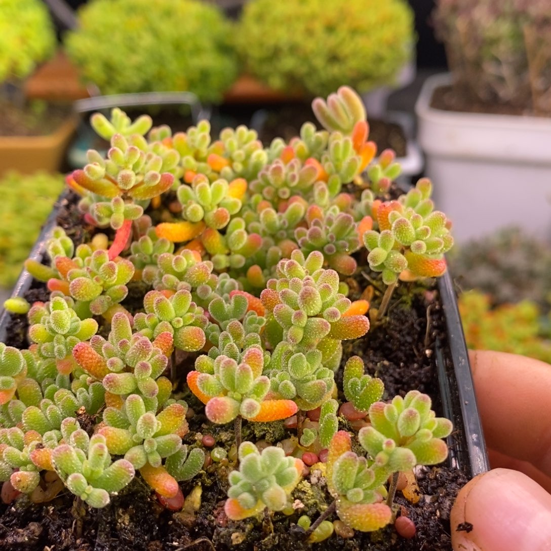 @***꧂896混合切糕。        