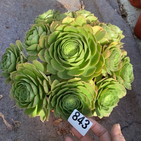 圣罗兰拉丝多肉植物法师不包损