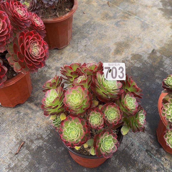 上****司000000000000703万花筒