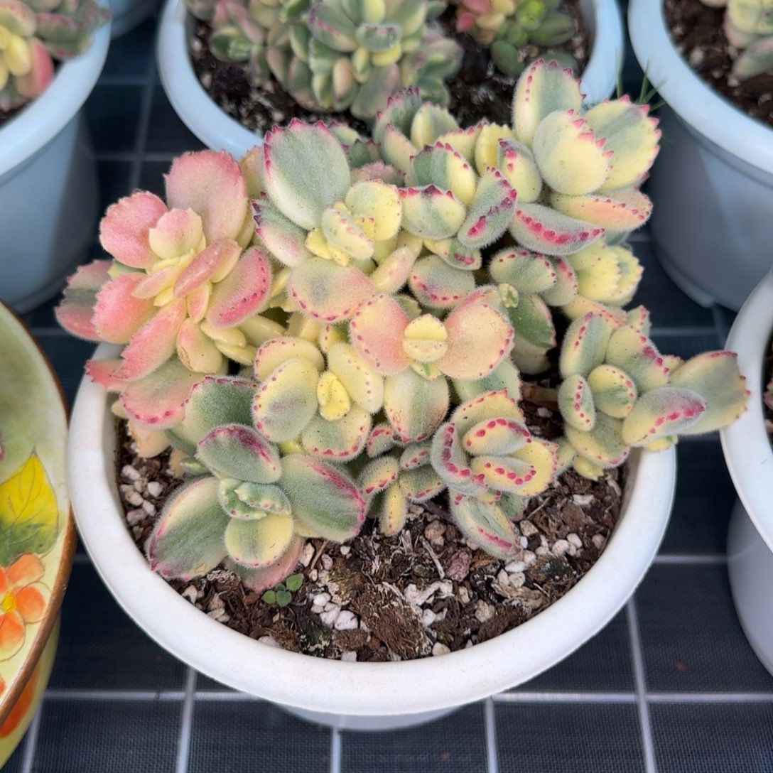 从前慢花园精选多肉彩虹熊