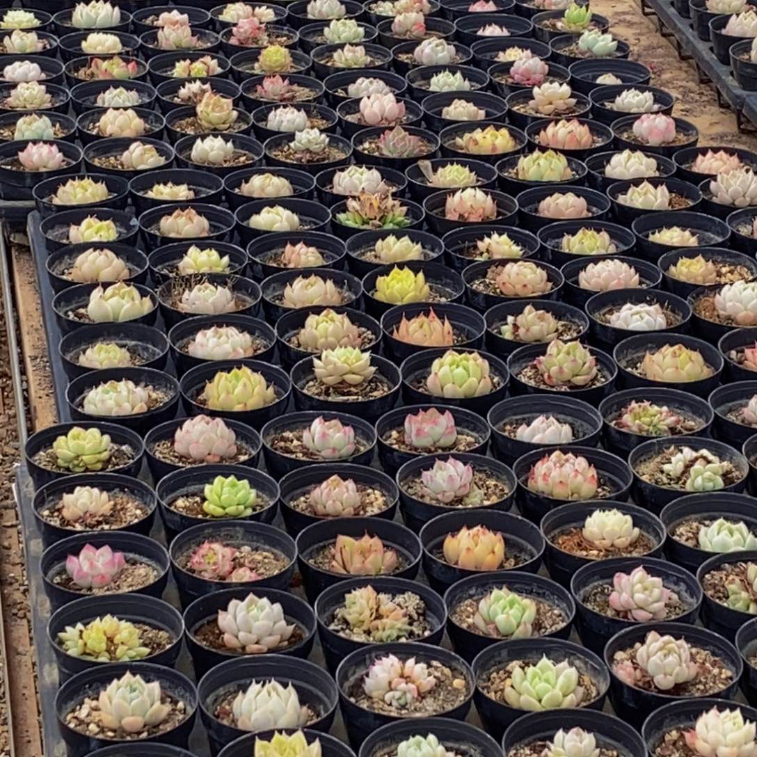 643多肉酱面膜祛痘去黑头方法，