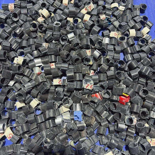 鸽子黑色旧电子环