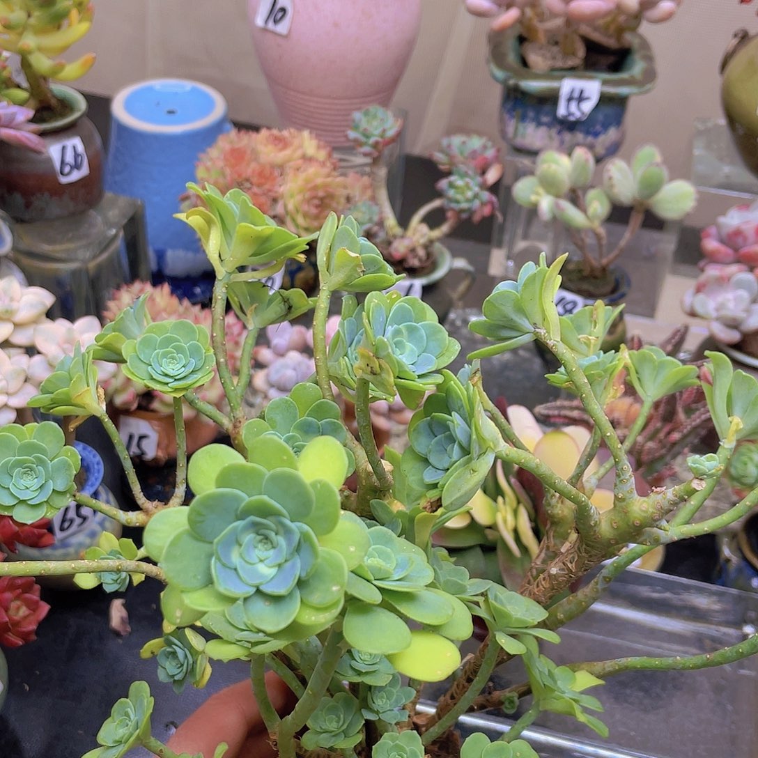 老***邪花钱花钱花钱花钱花钱