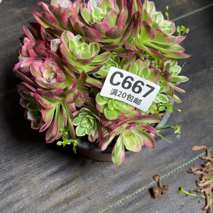 瑞妈一物一拍667不包断枝。