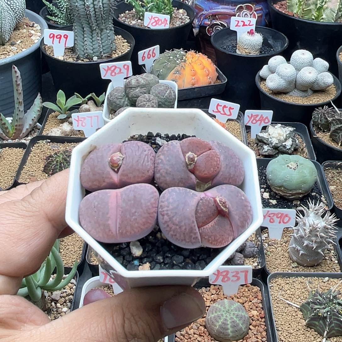 实生生石花仙人球多肉