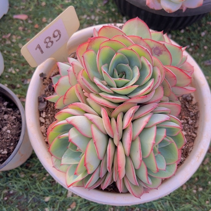 健健康康平平安安