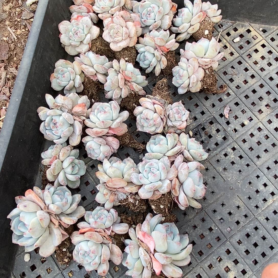 双头橙梦露量拍9.9包邮