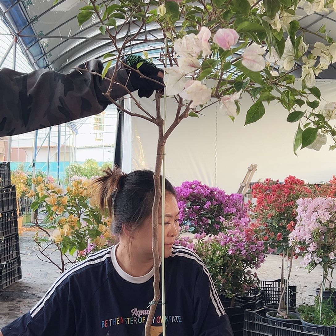 用***9大部分花苞少量开放H49广红英